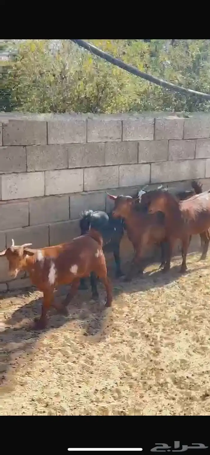 عنقان للبيع 0