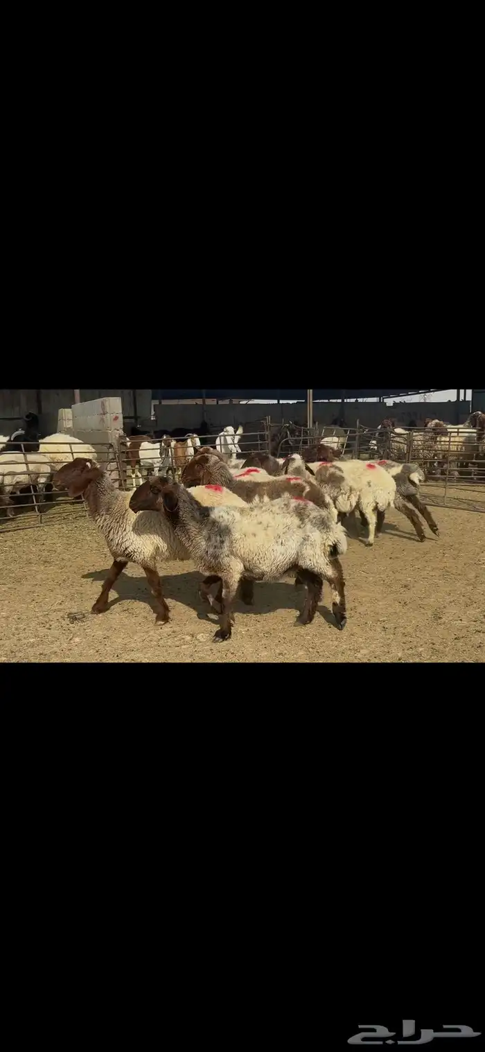 غنم نعيم شرط الدفيع . 2