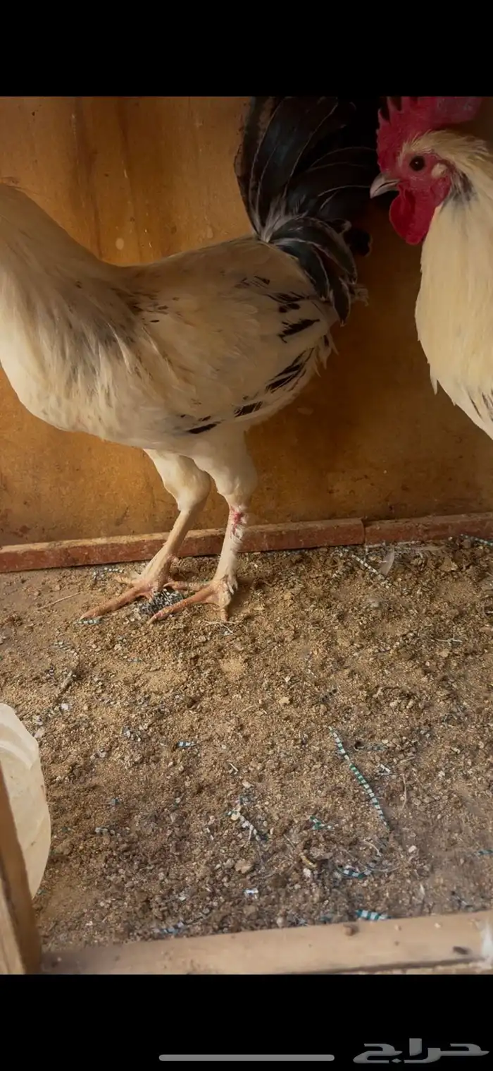 دجاج بياض بلدي اصيل 37