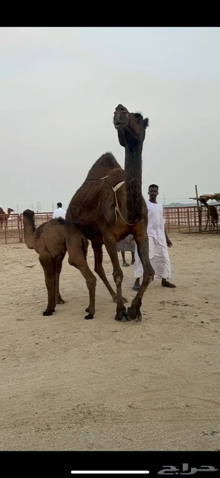 ناقه خلفه حلابه رقم 1 1