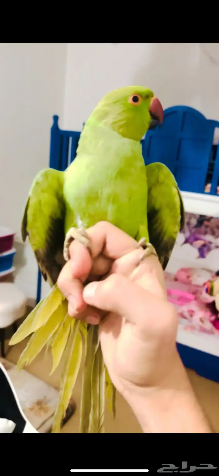 ببغاء دره اليف 1