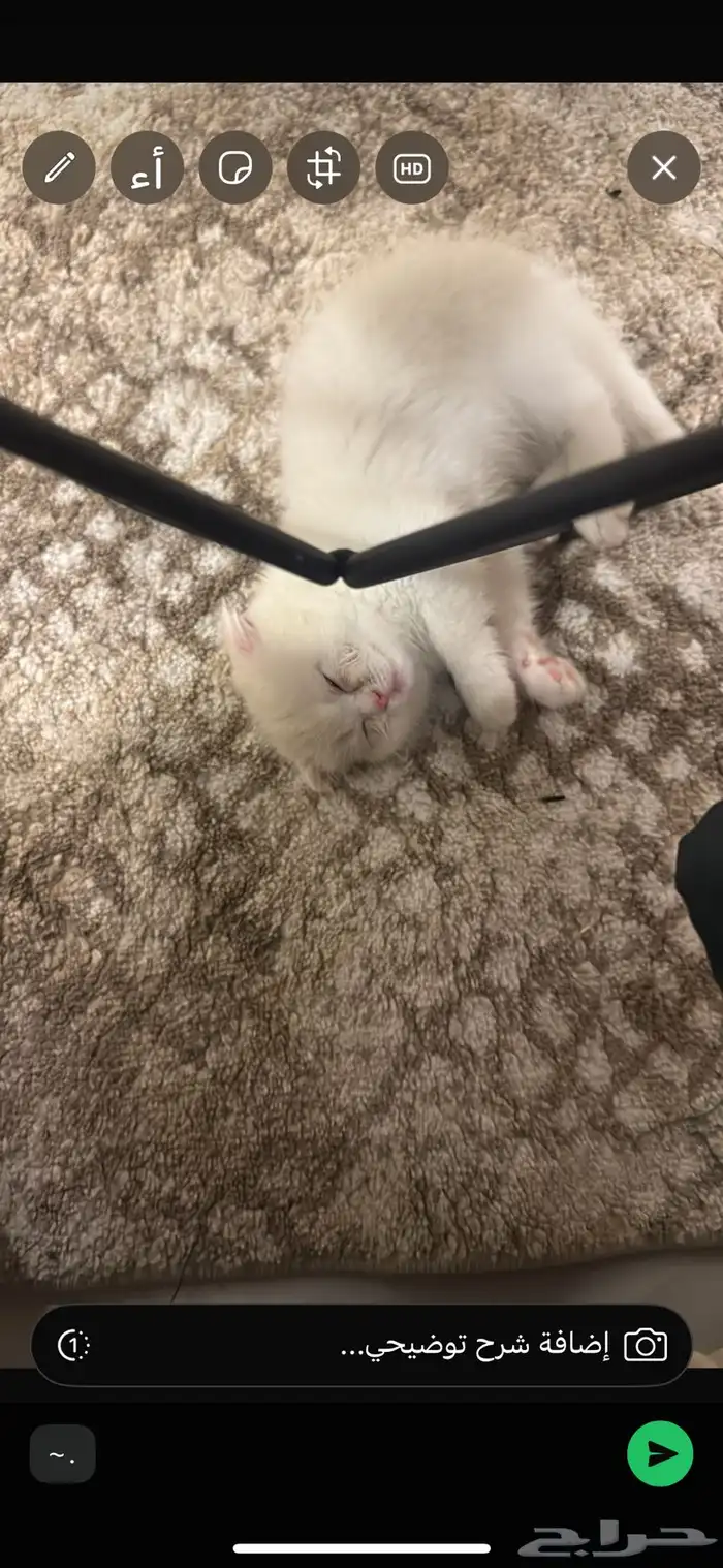 قطه للبيع 0