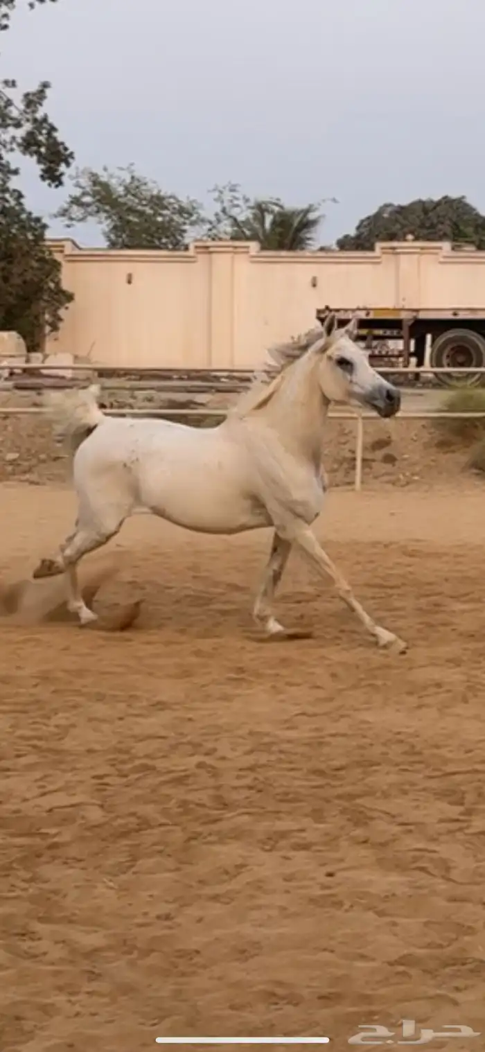 فرس شعيبه شيخه 2