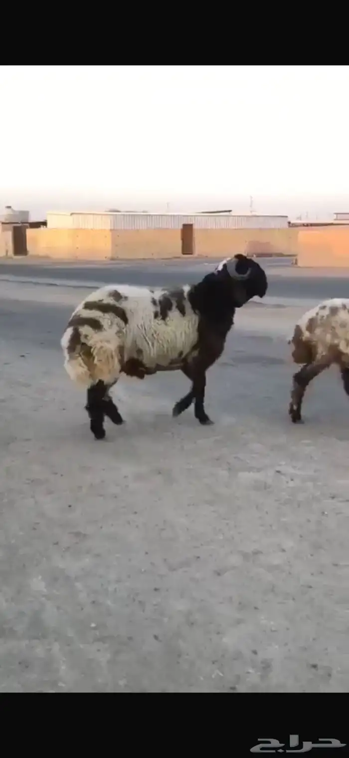 جدع طيب طرف سناد جبار مشاءالله 5