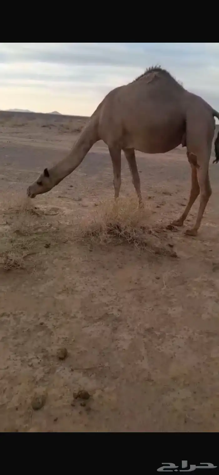 ناقه ذلول بنت خوف 0