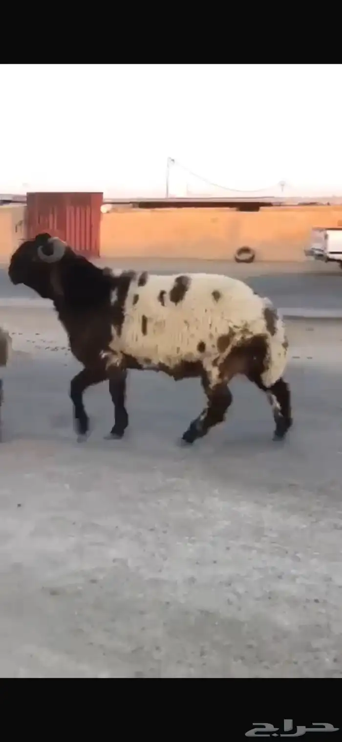 جدع طيب طرف سناد جبار مشاءالله 1