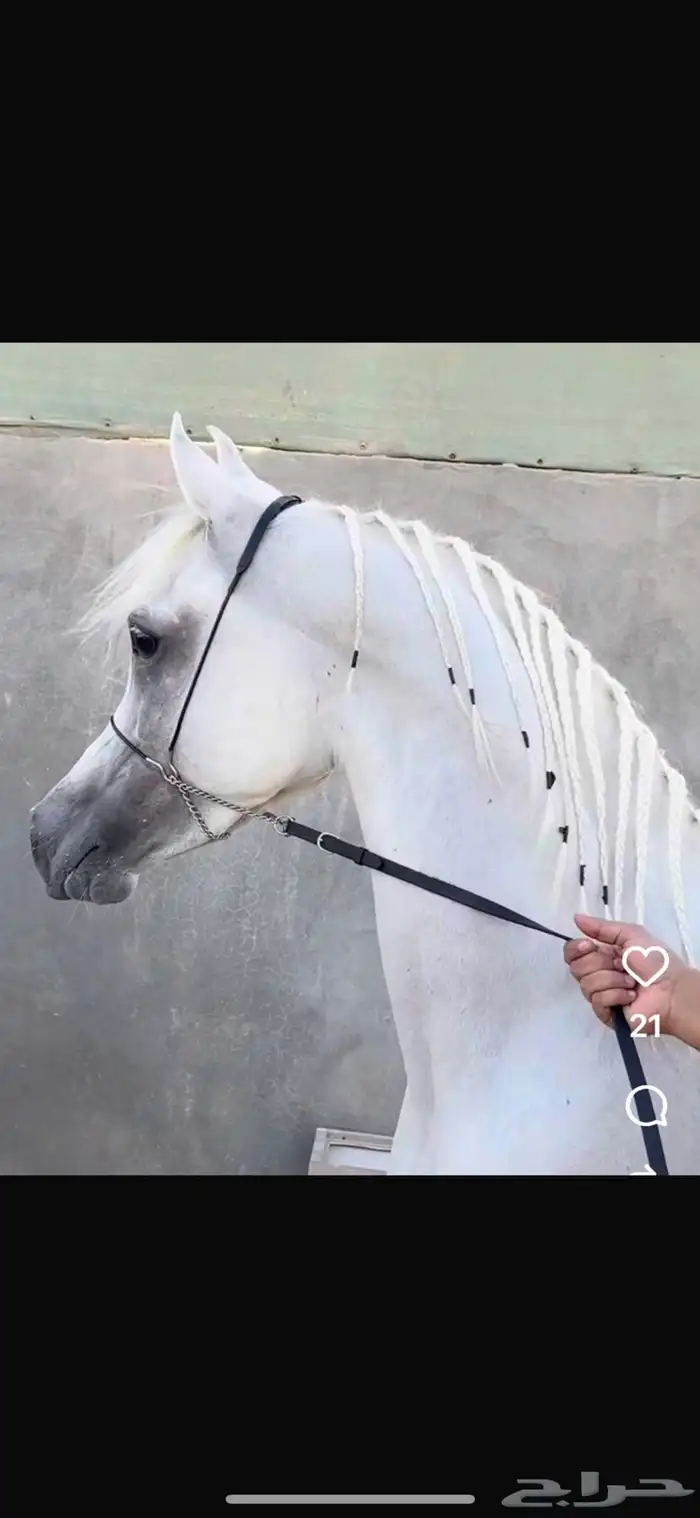 فرس معسوفه لقاح للبيع 2