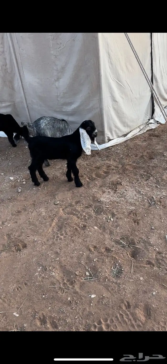 تيوس عوارض 1