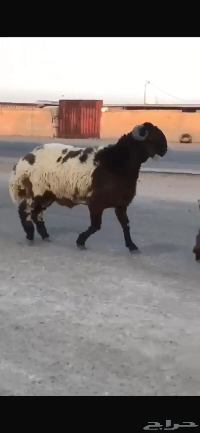 جدع طيب طرف سناد جبار مشاءالله 0