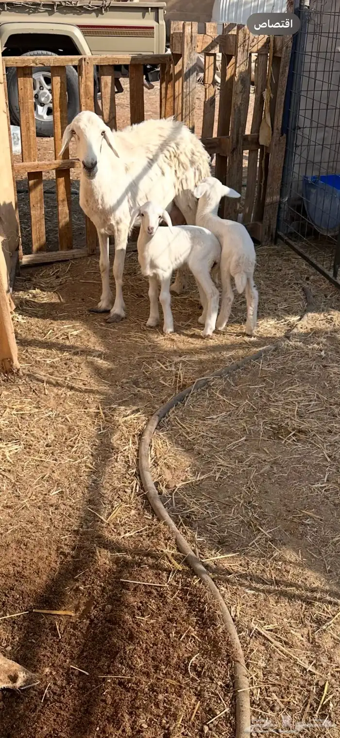 شاه حريه متاومه 4