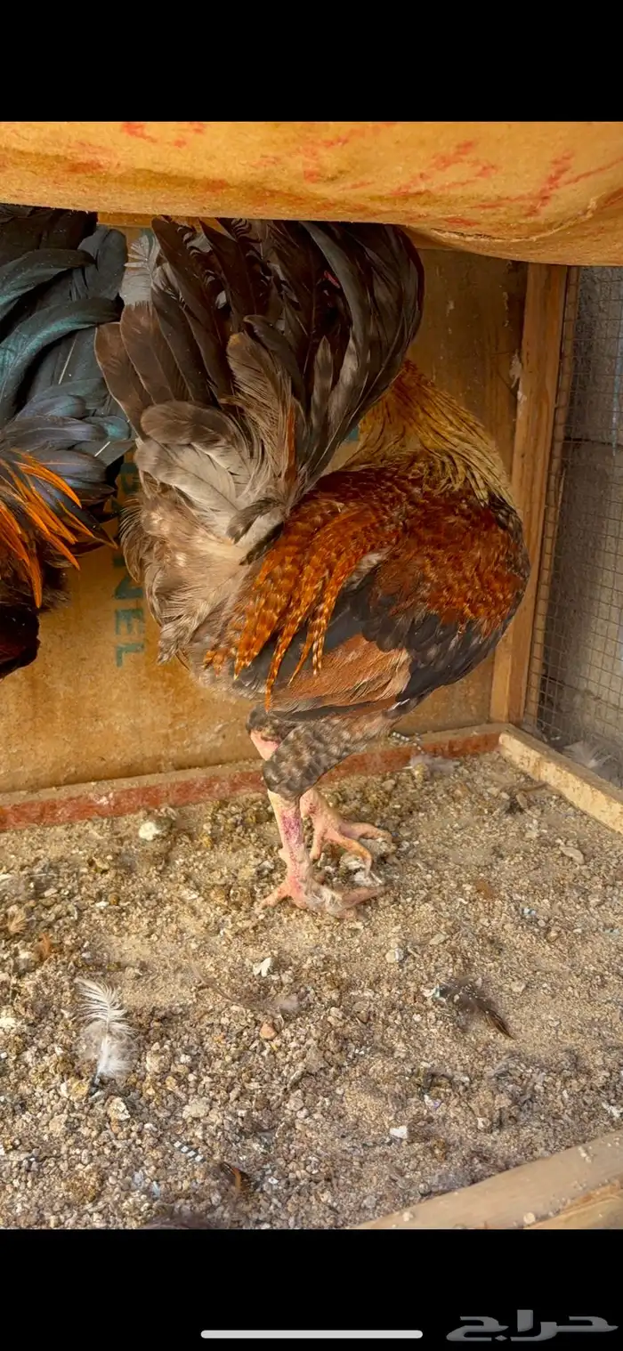 دجاج بياض بلدي اصيل 36