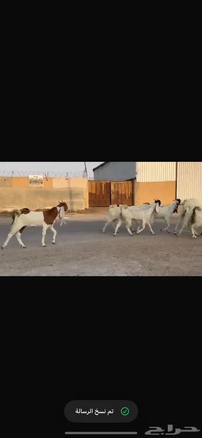 معزا فاخره شرط الدفيع العدد12 معه فحلها 0