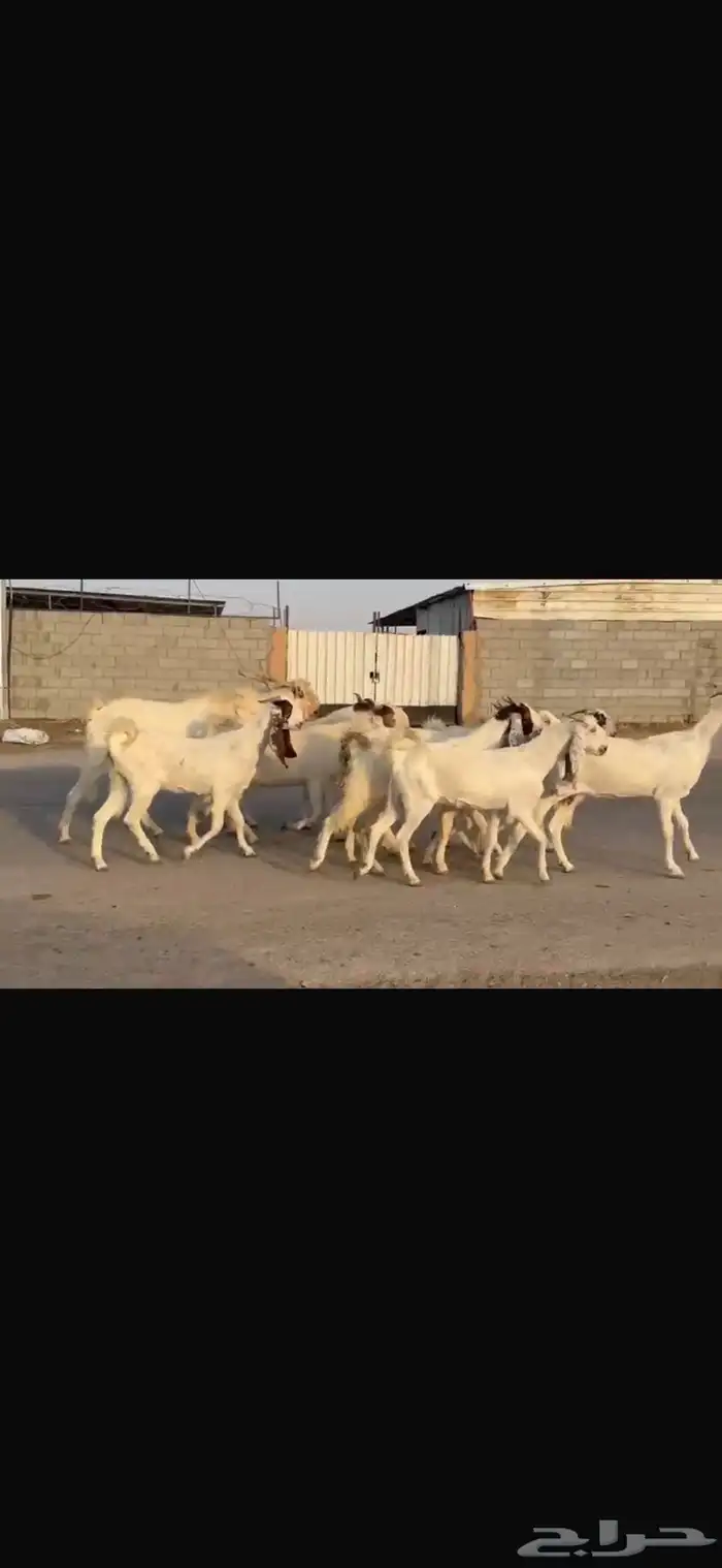 معزا فاخره شرط الدفيع العدد12 معه فحلها 6