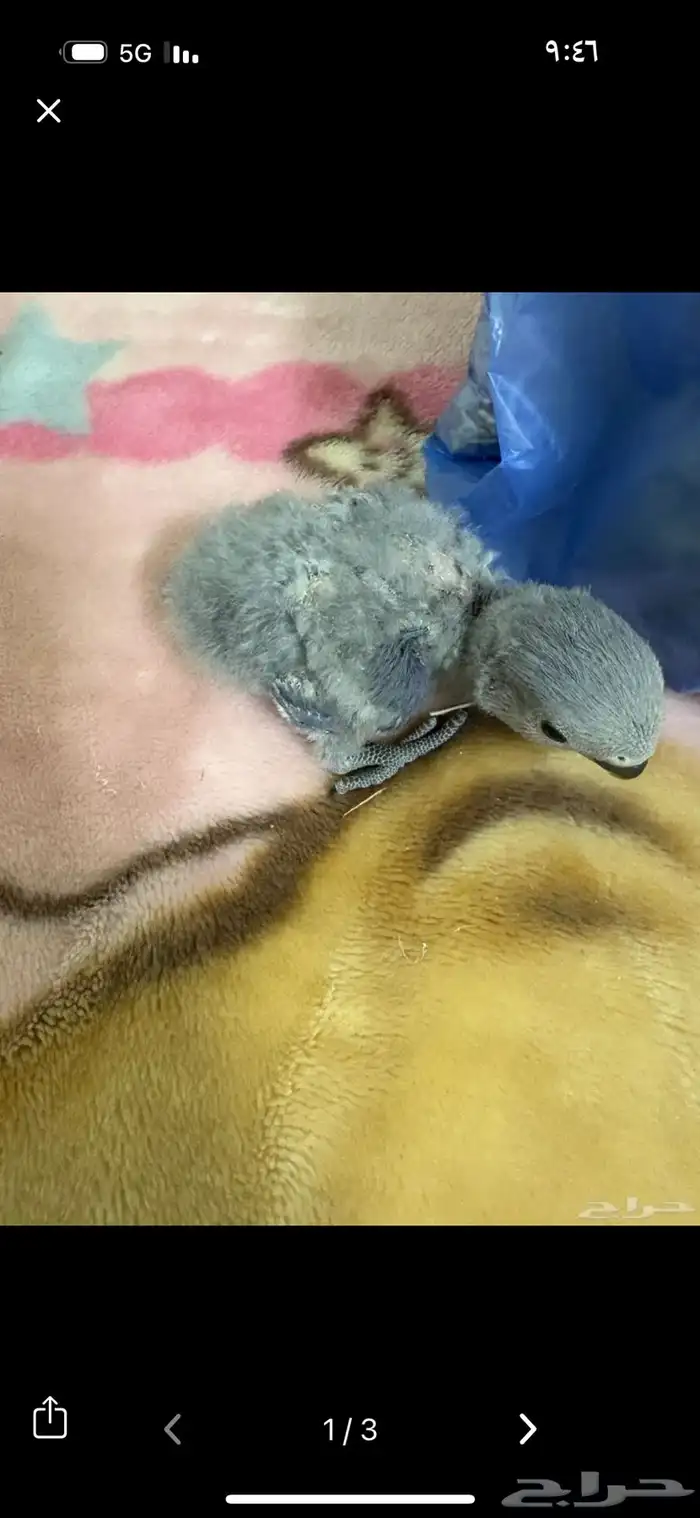 استقبال طيور واهتمام فيهم 7