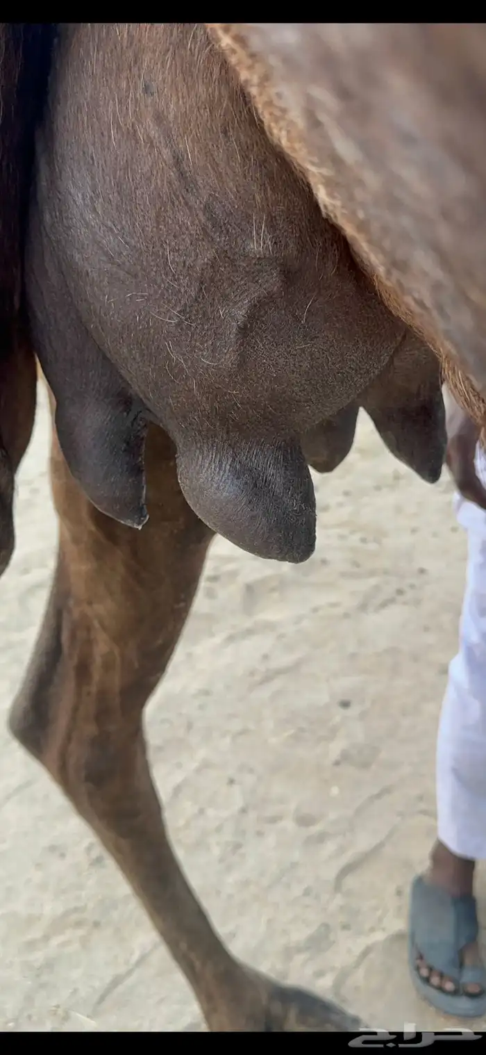 ناقه خلفه حلابه رقم 1 0