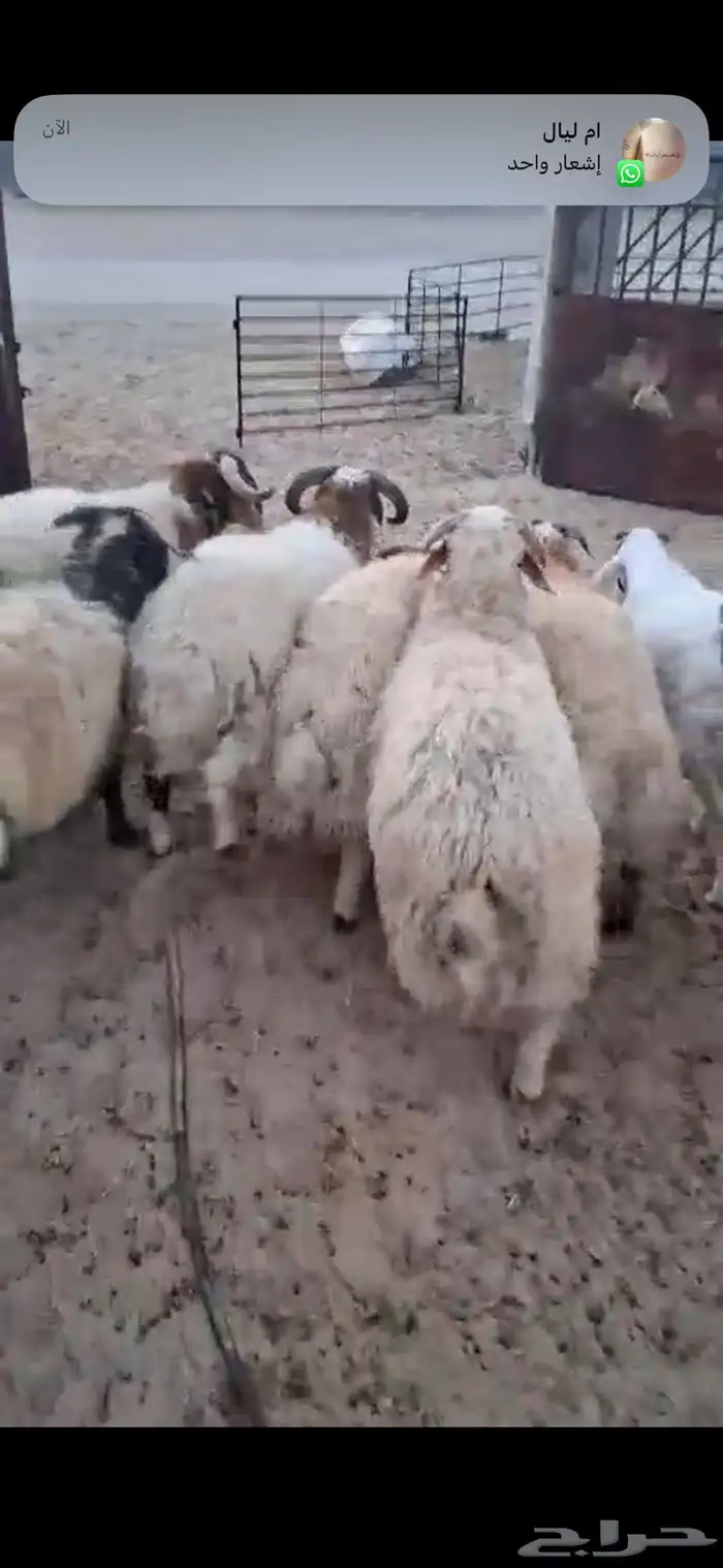 طليان جذعان نعيم 1