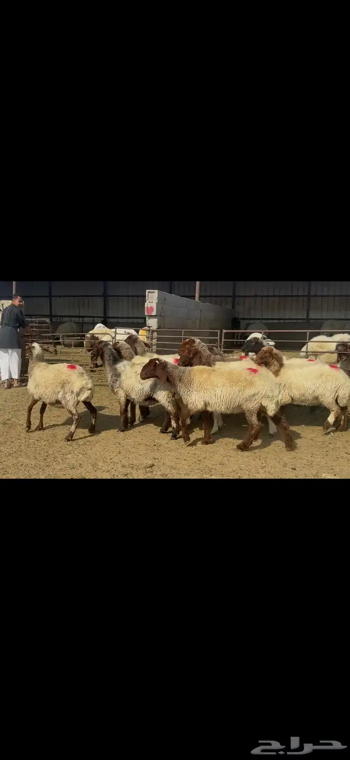 غنم نعيم شرط الدفيع . 8