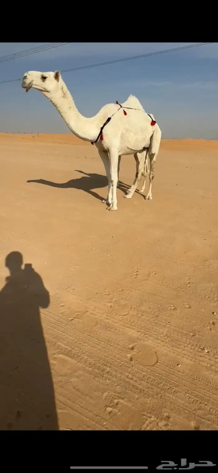 عشرا باتليه كفو 1