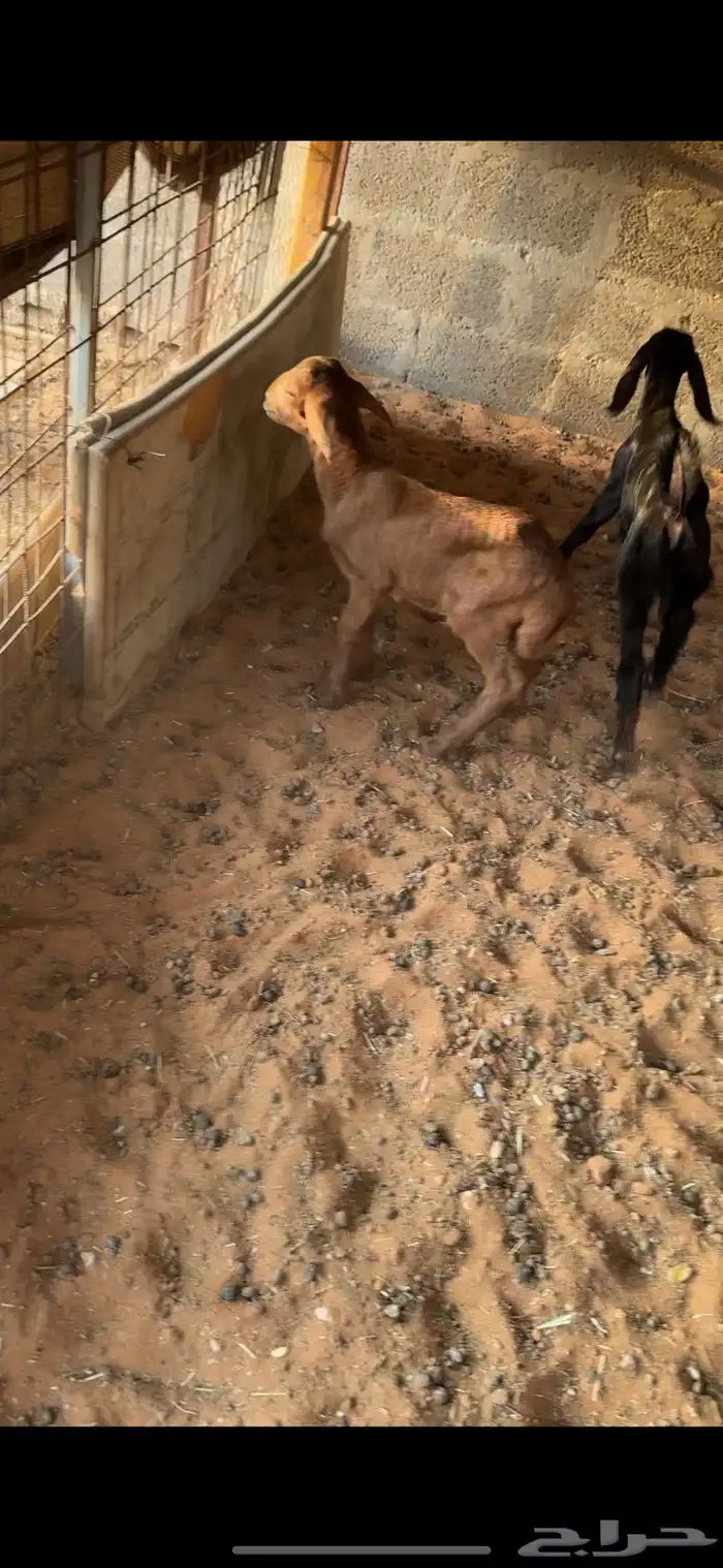 رفيدي خروف 8