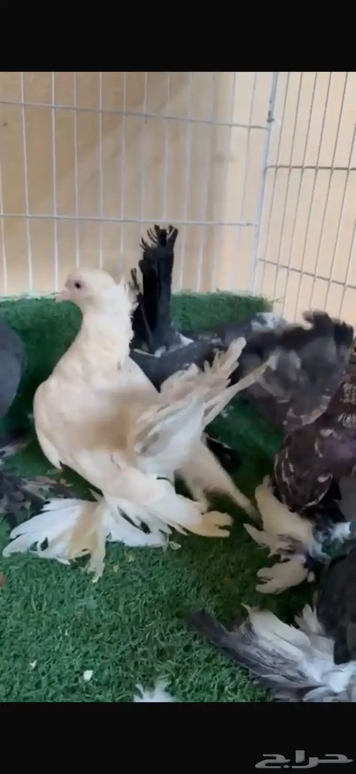 طبات كرنقو 1