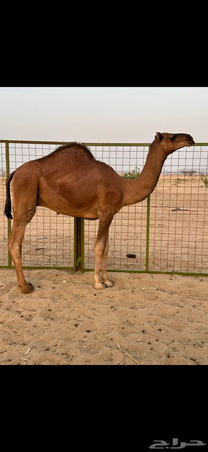 قعود ساحلي مشروع فحل 0