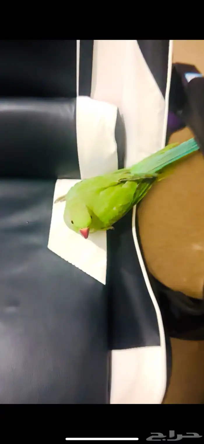 ببغاء دره اليف 2