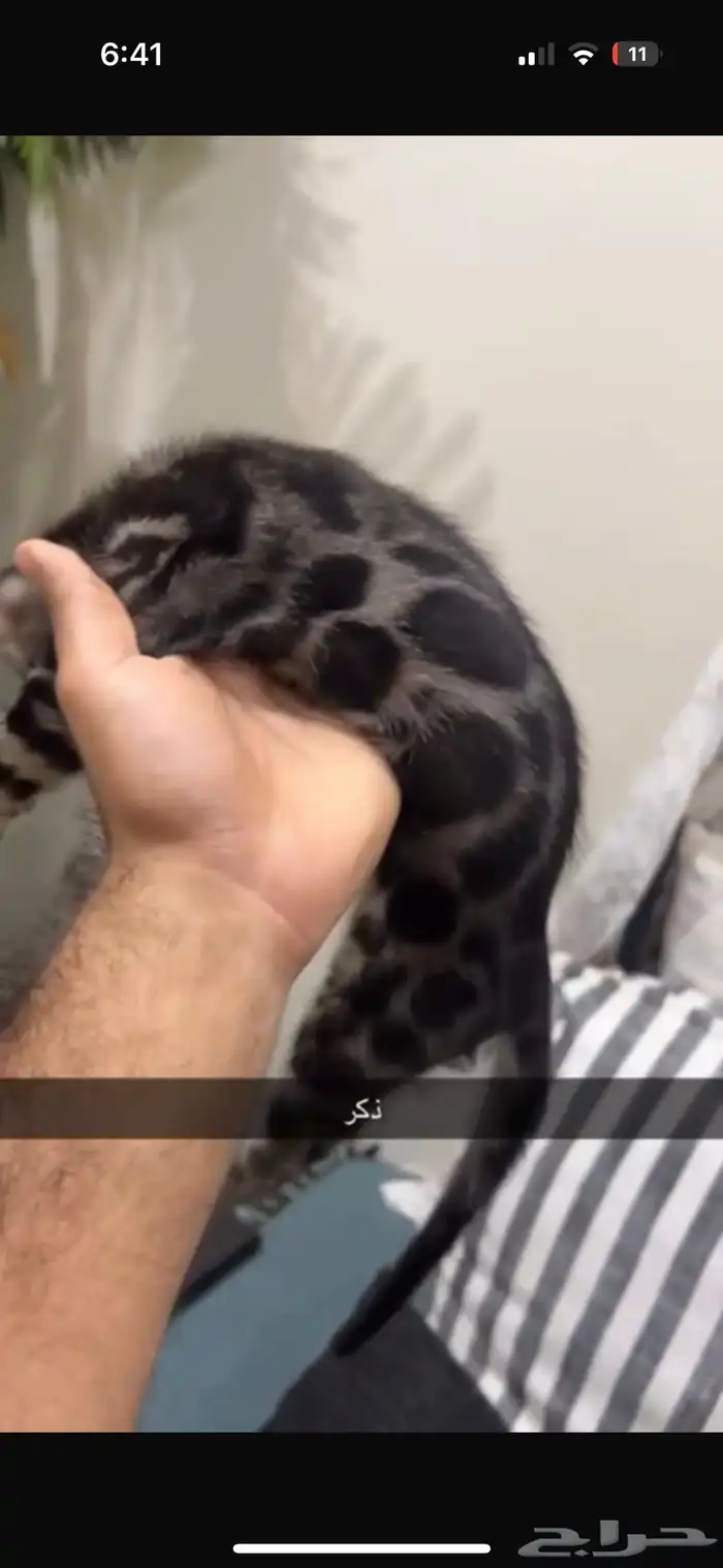 قطط بنغال للبيع الوان نادرة 4