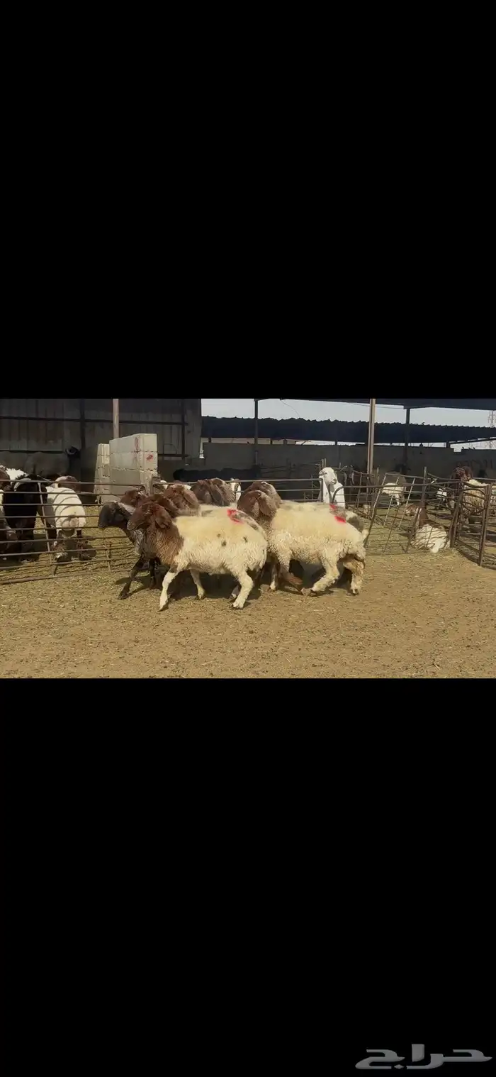 غنم نعيم شرط الدفيع . 14