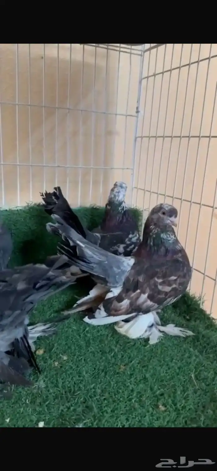 طبات كرنقو 2