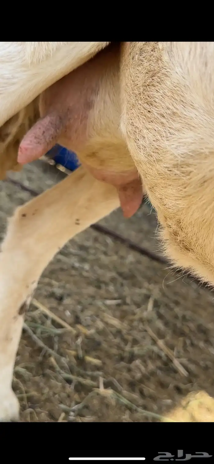 شاه حريه متاومه 5