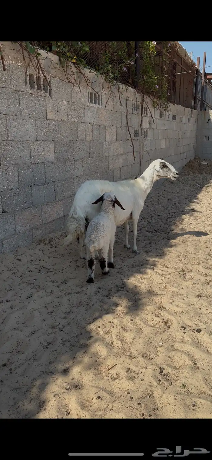 شاه حريه رغوث 1