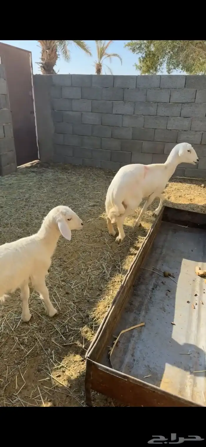 للبيع شاتين ثنيه ورباع بيشة 2