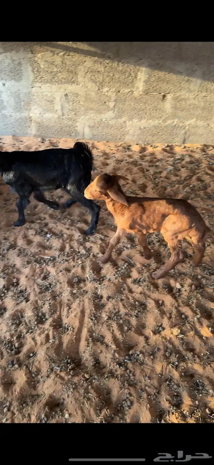 رفيدي خروف 7