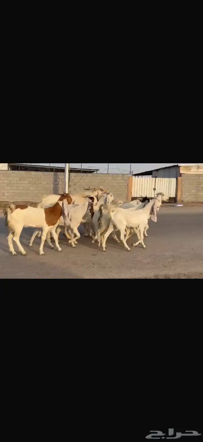 معزا فاخره شرط الدفيع العدد12 معه فحلها 2