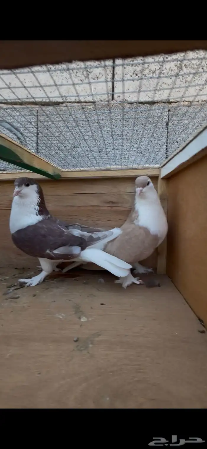 للبيع جوز حمام 0
