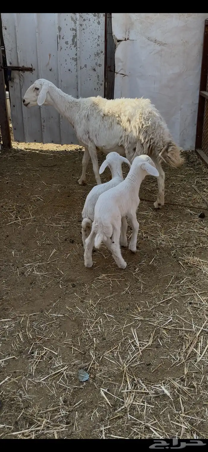 شاه حريه متاومه 0