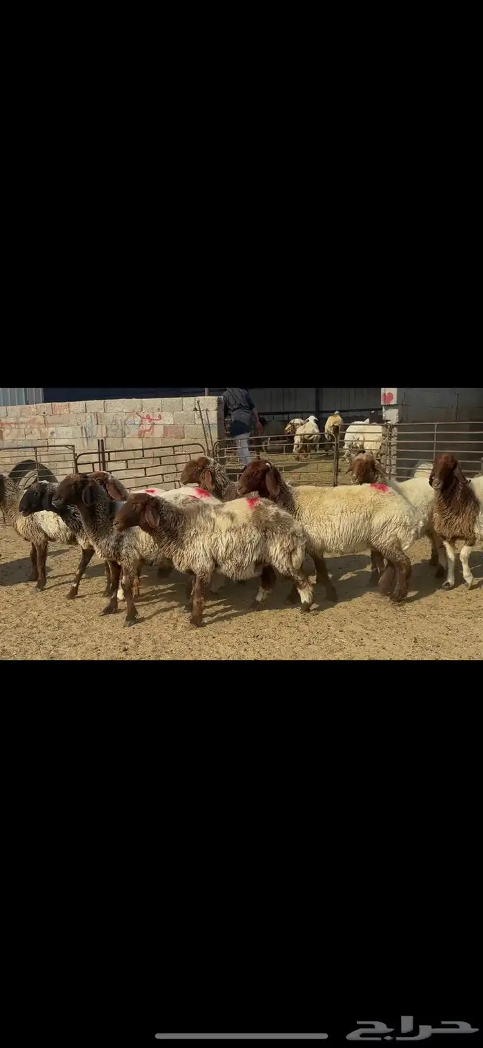 غنم نعيم شرط الدفيع . 18