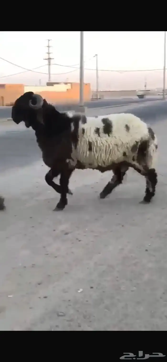 جدع طيب طرف سناد جبار مشاءالله 8