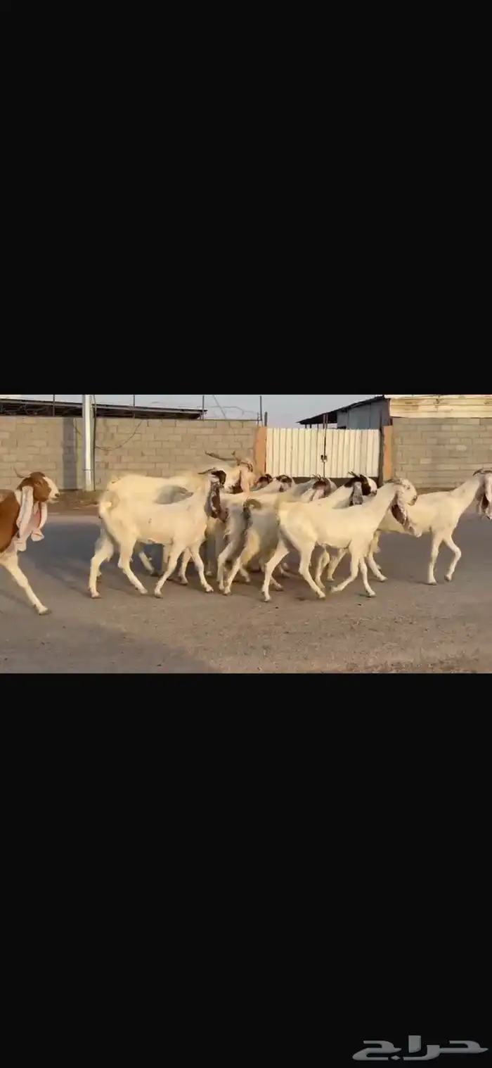 معزا فاخره شرط الدفيع العدد12 معه فحلها 7