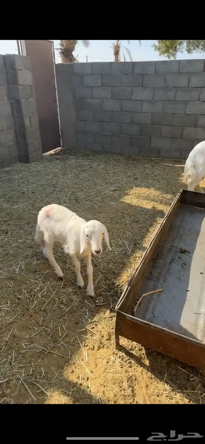 للبيع شاتين ثنيه ورباع بيشة 3