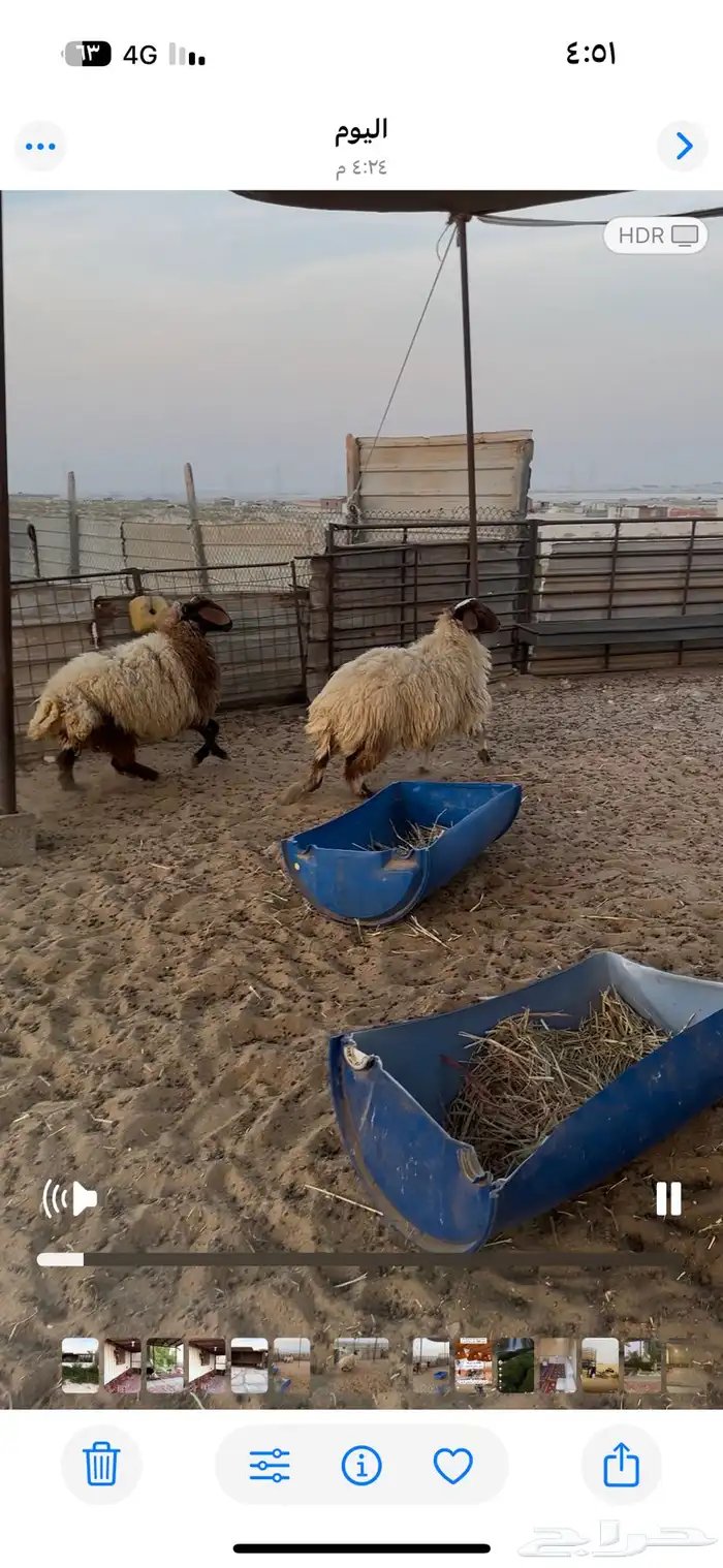 جذعات نعيم بريه 0