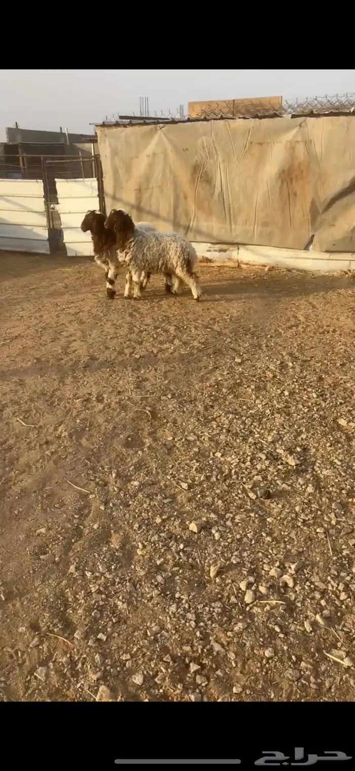 للبيع هرافى نعيم طلي ورخل 3