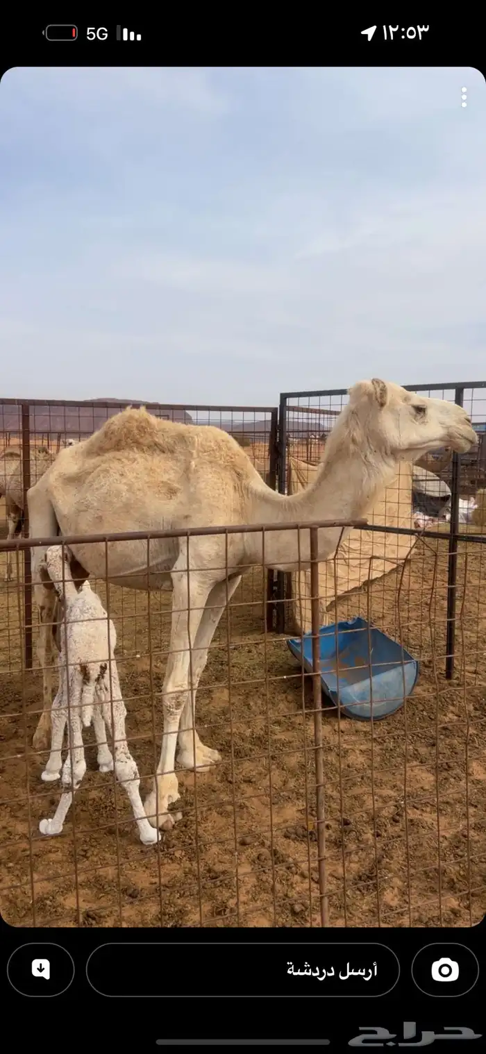 ناقة خلفه تحتها قعود 0