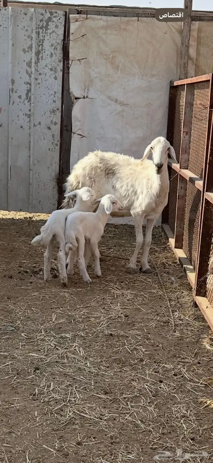 شاه حريه متاومه 3