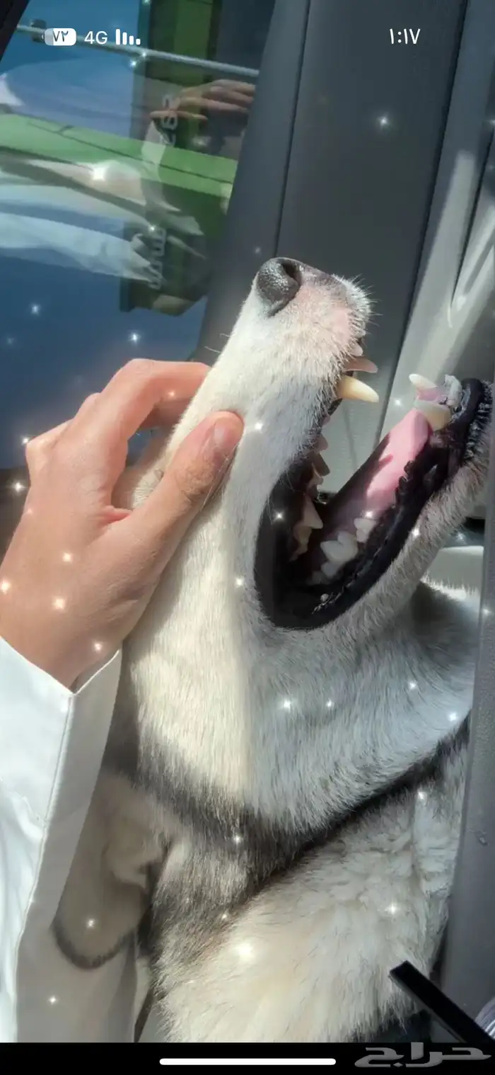 كلب هاسكي للبيع 3