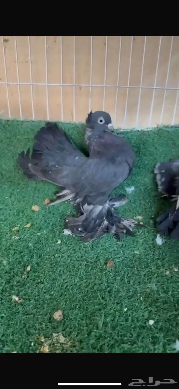 طبات كرنقو 3