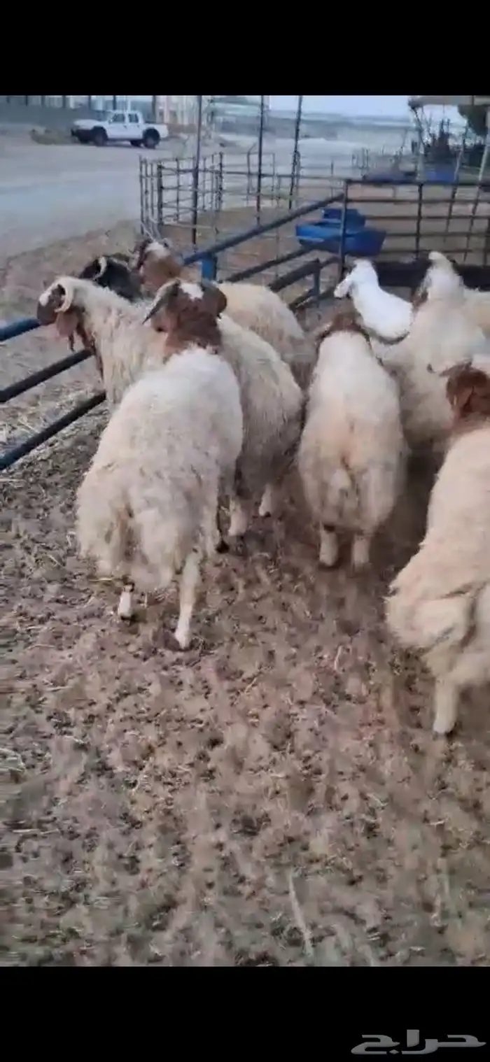 طليان جذعان نعيم 0