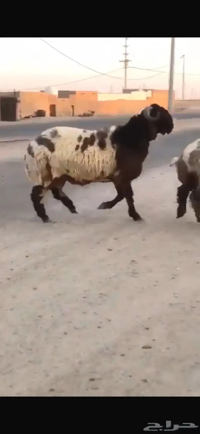 جدع طيب طرف سناد جبار مشاءالله 4