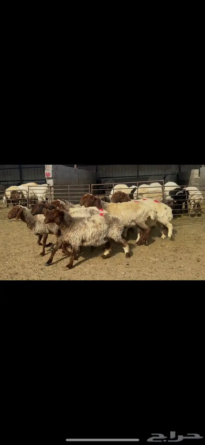 غنم نعيم شرط الدفيع . 17