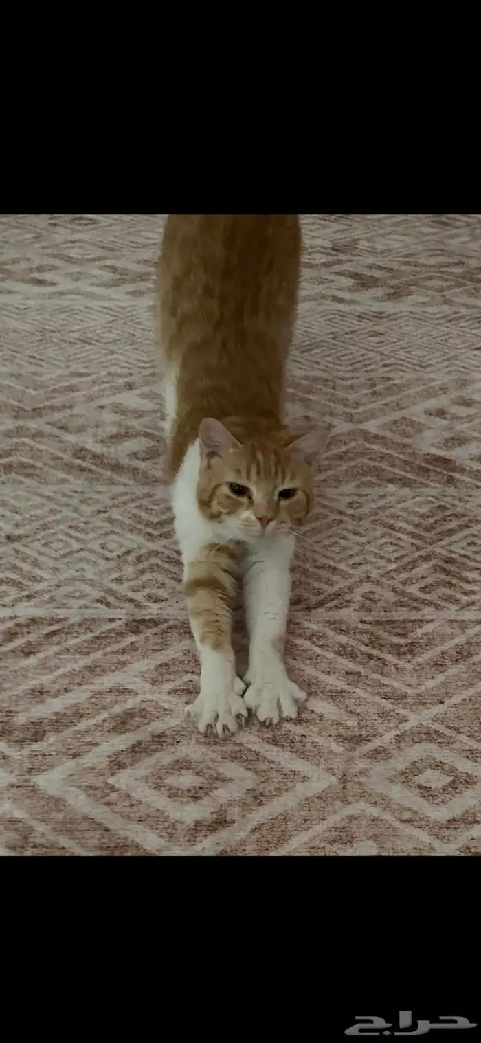 قط للتبني 1